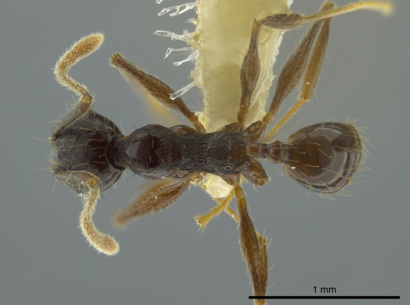 File:Pheidole boruca casent0624232 d 1 high.jpg