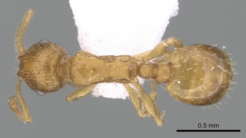 File:Temnothorax flavicornis D casent0281556.jpg