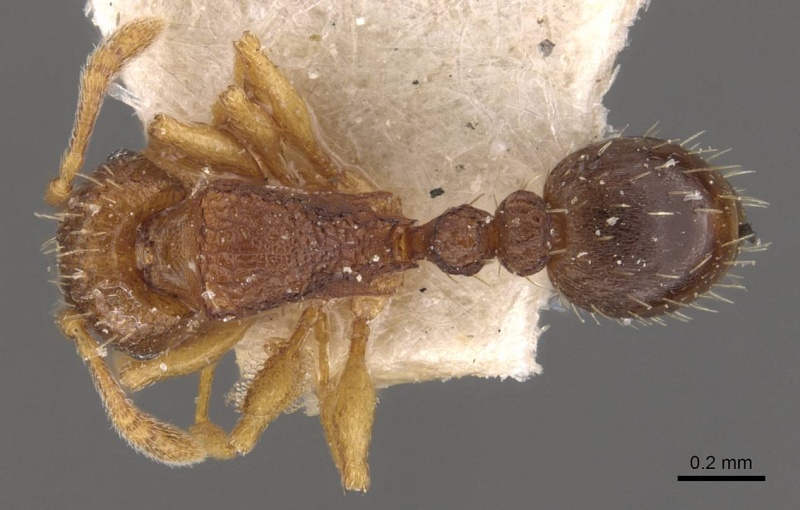 File:Tetramorium ghindanum casent0909146 d 1 high.jpg