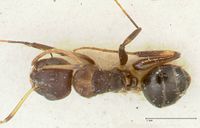 Camponotus bruneiensis focol2279 d 1 high.jpg