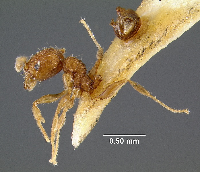 File:MCZ-ENT00020752 Pheidole lignicola-l.jpg