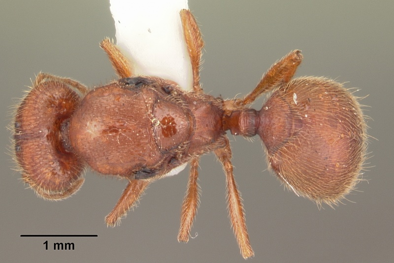 File:Pheidole carrolli casent0104285 dorsal 1.jpg