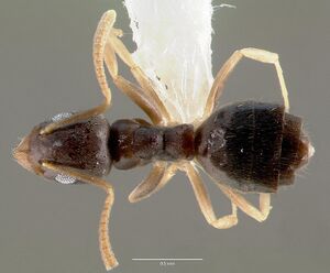 Technomyrmex pallipes casent0005970 dorsal 1.jpg