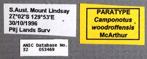 Camponotus woodroffeensis ANIC32-053469 labels.jpg