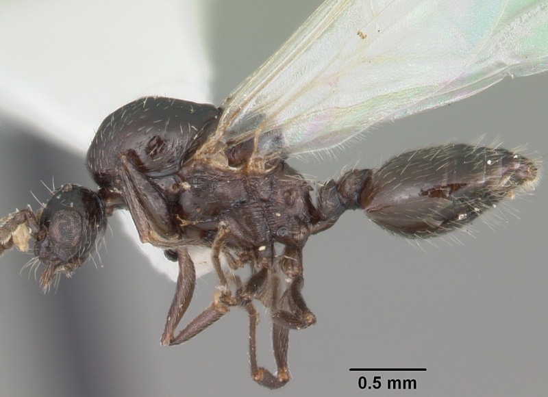 File:Crematogaster lineolata casent0103782 profile 1.jpg