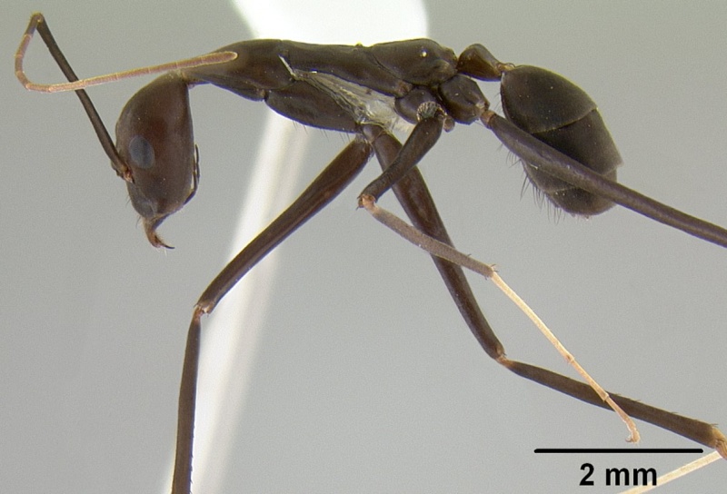 File:Leptomyrmex lugubris casent0012085 profile 1.jpg