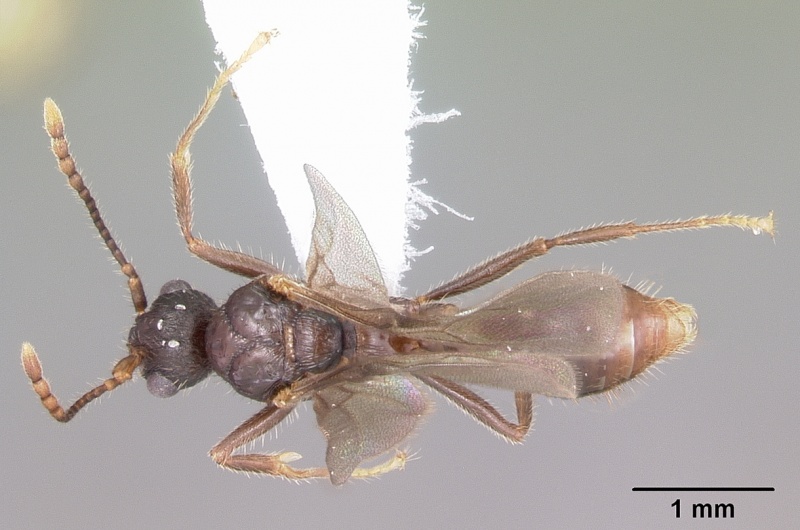 File:Myrmica monticola casent0104837 dorsal 1.jpg