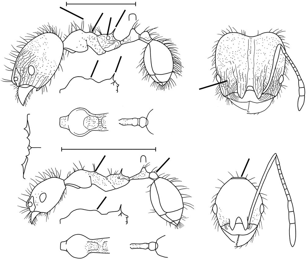 Pheidole aculifera - AntWiki