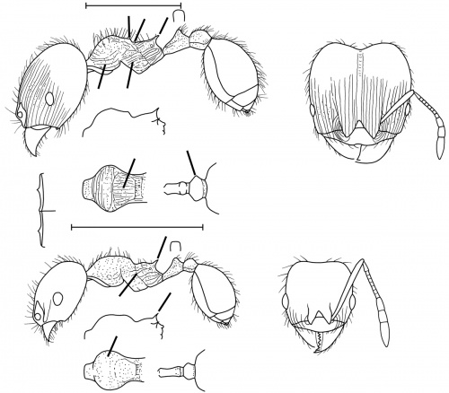 Pheidole davisi Wilson 2003.jpg