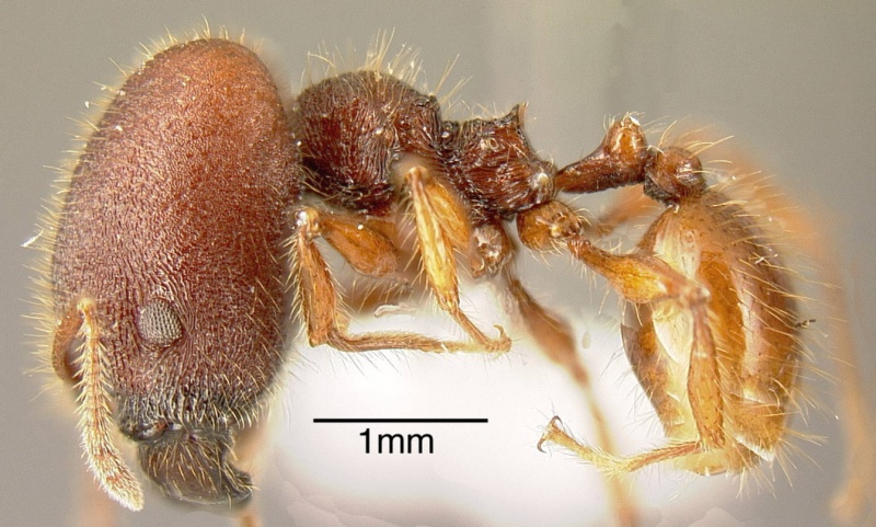 File:Pheidole ectatommoides inbiocri001282134 p 1 high.jpg