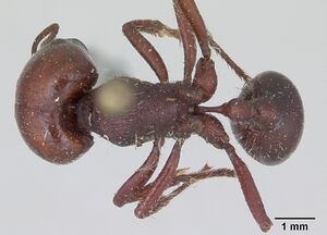 Pogonomyrmex coarctatus casent0173360 dorsal 1.jpg