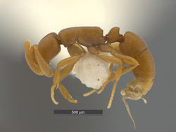 Probolomyrmex-petiolatus-MCZ0001L.jpg