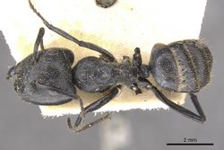 Camponotus arminius bicontratus casent0910562 d 1 high.jpg