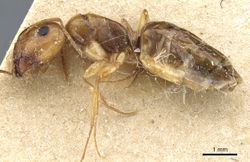 Camponotus emarginatus casent0905452 p 1 high.jpg