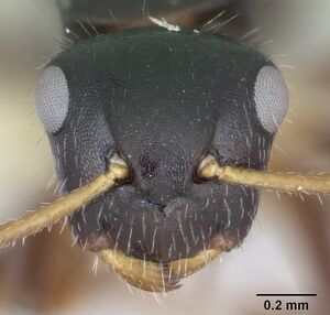 Camponotus iheringi casent0173425 head 1.jpg