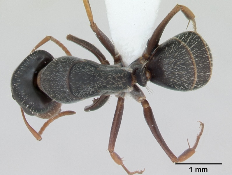 File:Camponotus personatus casent0173436 dorsal 1.jpg