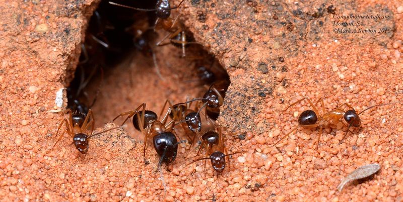 File:Camponotus terebrans, Mark Newton (2).jpg