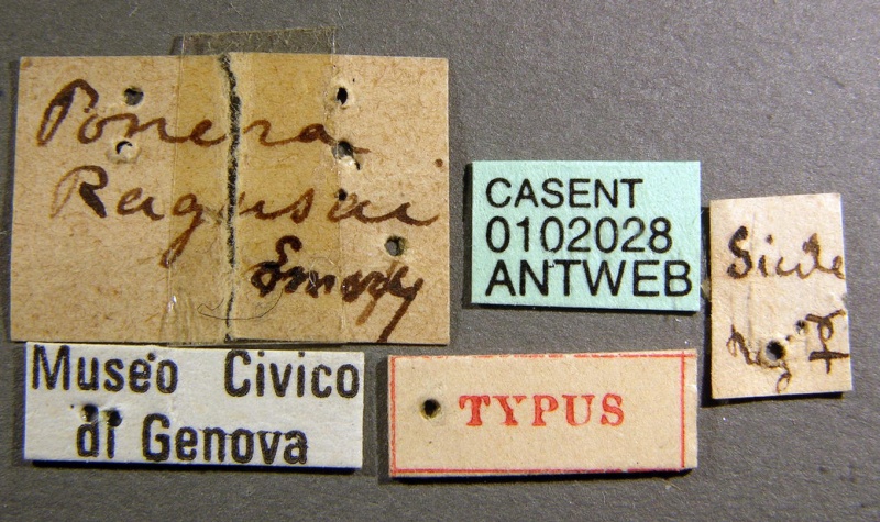 File:Hypoponera ragusai casent0102028 label 1.jpg