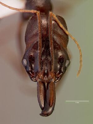 Odontomachus assiniensis sam-hym-c002699b head 1.jpg