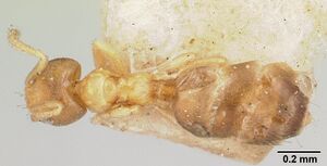 Plagiolepis exigua casent0101308 dorsal 1.jpg