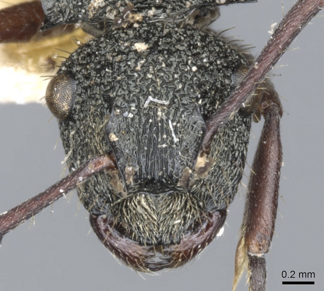 File:Polyrhachis lownei casent0903349 h 1 high.jpg