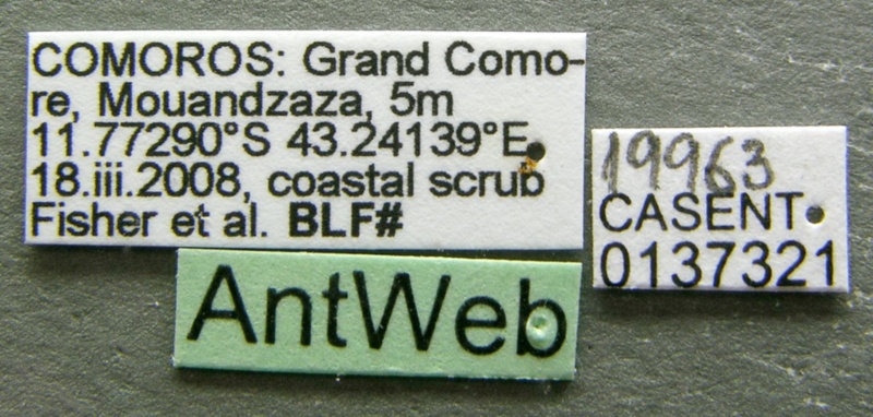 File:Brachymyrmex cordemoyi casent0137321 label 1.jpg