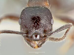 Manica parasitica casent0005974 head 1.jpg