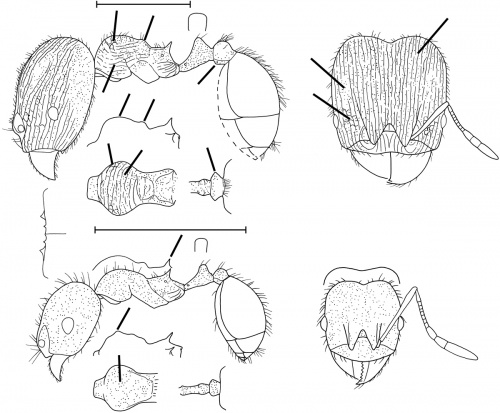 Pheidole heterothrix Wilson 2003.jpg