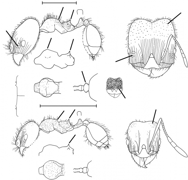 File:Pheidole tragica Wilson 2003.jpg