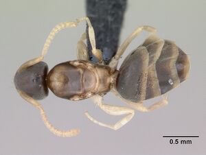 Tapinoma melanocephalum casent0125327 dorsal 1.jpg