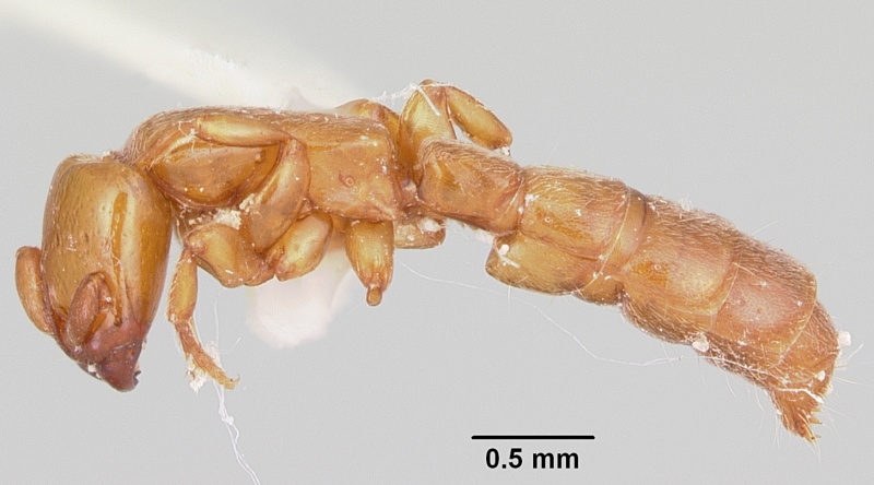 File:Acanthostichus punctiscapus casent0103132 profile 1.jpg