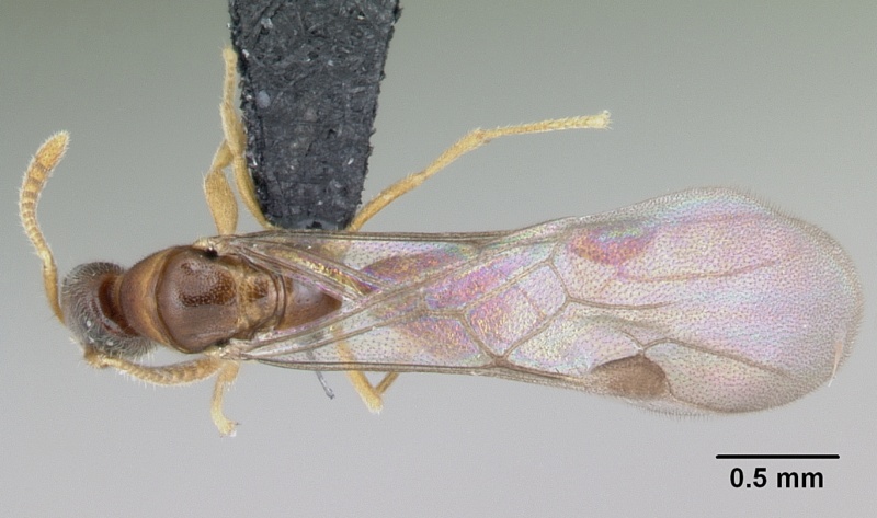 File:Adetomyrma goblin casent0007401 d 1 high.jpg