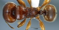 Pheidole antipodum top view