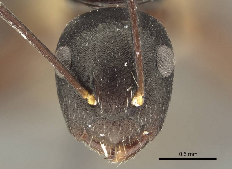 File:Camponotus auriculatus casent0915603 h 1 high.jpg