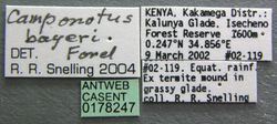 Camponotus bayeri casent0178247 label 1.jpg