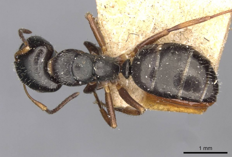 File:Camponotus propinquus casent0910733 d 1 high.jpg