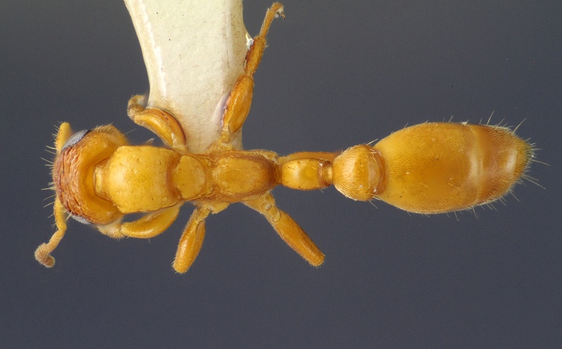 File:MCZ ENT Tetraponera ambigua 001 had.jpg