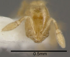 Solenopsis pygmaea inbiocri001281610 h 1 high.jpg