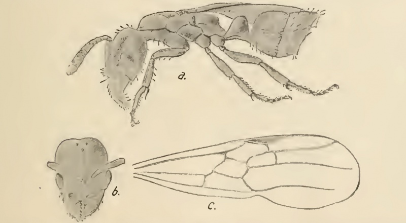 File:Wheeler 1915i-53Pachycondyla succinea.jpg