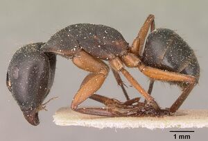 Camponotus hova becki casent0101101 profile 1.jpg