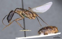 Camponotus longipilis casent0905508 p 1 high.jpg