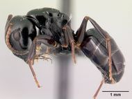 Camponotus varatra casent0178920 p 1 high.jpg