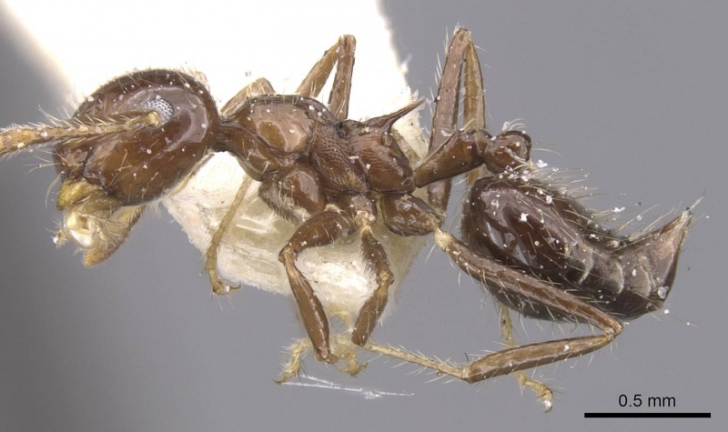 File:Crematogaster limata casent0912774 p 1 high.jpg