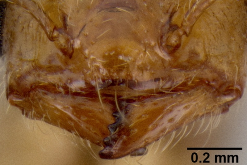 File:Crematogaster razana casent0148782 h 2 high.jpg