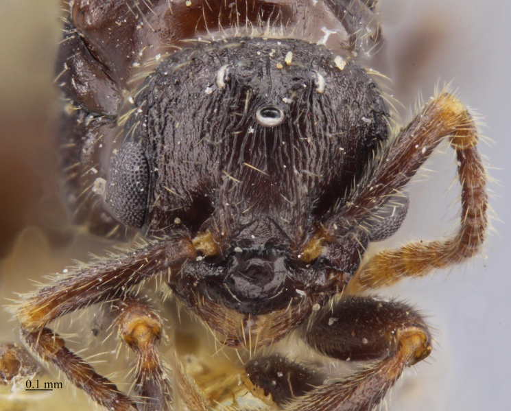 File:MCZ-ENT00674350 Myrmica tahoensis queen hef.jpg