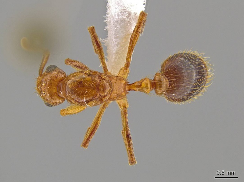 File:Megalomyrmex adamsae casent0629669 d 1 high.jpg