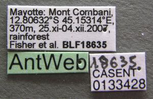 Monomorium termitobium casent0133428 label 1.jpg