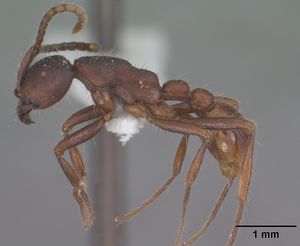 Neivamyrmex nigrescens casent0102766 profile 1.jpg