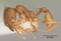 Pheidole carrolli casent0104287 profile 1.jpg