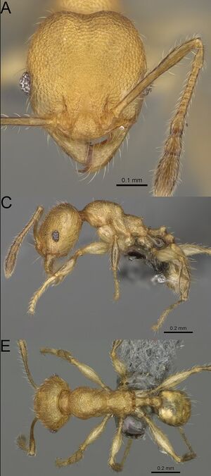 Pheidole fisaka F79ace.jpg